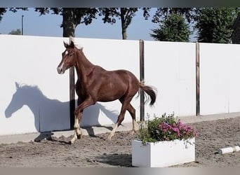 Koń westfalski, Ogier, 2 lat, 165 cm, Kasztanowata