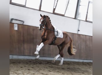 Koń westfalski, Ogier, 2 lat, 165 cm, Kasztanowata