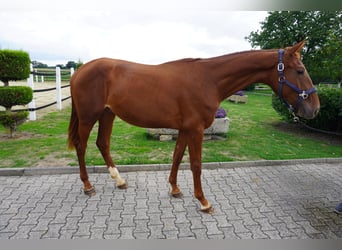 Koń westfalski, Ogier, 2 lat, 165 cm, Kasztanowata