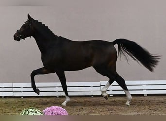 Koń westfalski, Ogier, 2 lat, 165 cm, Skarogniada