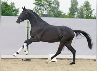 Koń westfalski, Ogier, 2 lat, 166 cm, Kara