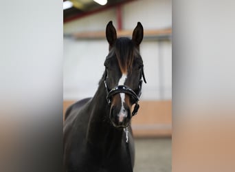 Koń westfalski, Ogier, 2 lat, 167 cm, Ciemnogniada