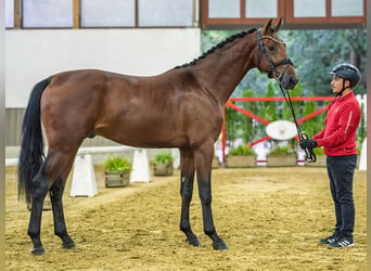 Koń westfalski, Ogier, 2 lat, 167 cm, Gniada
