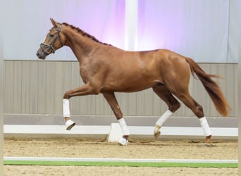 Koń westfalski, Ogier, 2 lat, 167 cm, Gniada