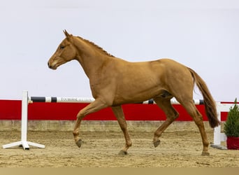 Koń westfalski, Ogier, 2 lat, 167 cm