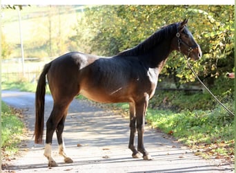 Koń westfalski, Ogier, 2 lat, 168 cm, Ciemnogniada