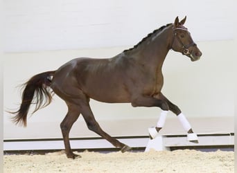 Koń westfalski, Ogier, 2 lat, 168 cm, Ciemnokasztanowata