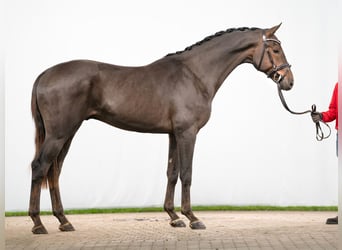 Koń westfalski, Ogier, 2 lat, 168 cm, Ciemnokasztanowata