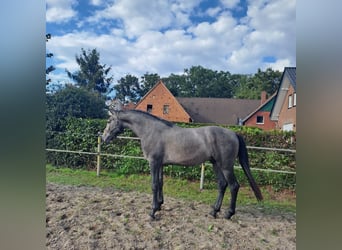 Koń westfalski, Ogier, 2 lat, 170 cm, Siwa