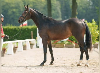 Koń westfalski, Ogier, 2 lat, 170 cm, Skarogniada