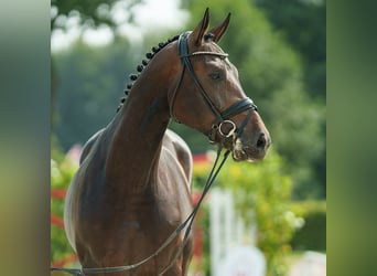 Koń westfalski, Ogier, 2 lat, 170 cm, Skarogniada