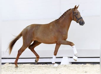 Koń westfalski, Ogier, 2 lat, 173 cm, Ciemnokasztanowata