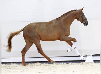 Koń westfalski, Ogier, 2 lat, 173 cm, Ciemnokasztanowata