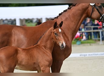 Koń westfalski, Ogier, 2 lat, 173 cm, Gniada