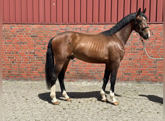 Koń westfalski, Ogier, 2 lat, 173 cm, Gniada
