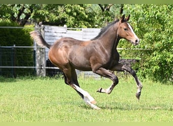 Koń westfalski, Ogier, 2 lat, 173 cm, Skarogniada