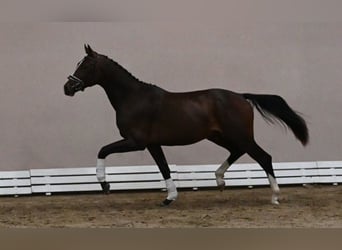 Koń westfalski, Ogier, 2 lat, 173 cm, Skarogniada