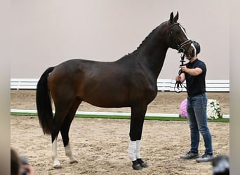 Koń westfalski, Ogier, 2 lat, 173 cm, Skarogniada