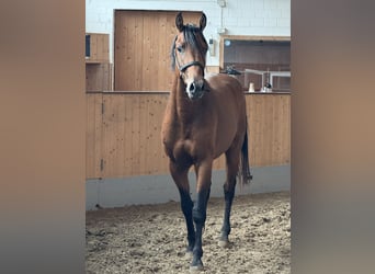 Koń westfalski, Ogier, 2 lat, Gniada