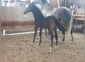 Koń westfalski, Ogier, 2 lat, Siwa