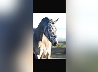 Koń westfalski, Ogier, 3 lat, 148 cm, Jelenia