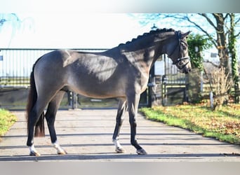 Koń westfalski, Ogier, 3 lat, 148 cm, Jelenia
