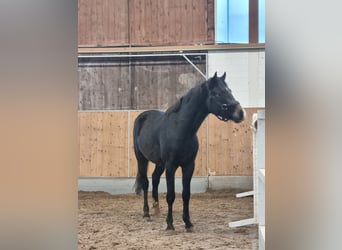 Koń westfalski, Ogier, 3 lat, 158 cm, Może być siwy