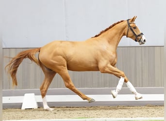 Koń westfalski, Ogier, 3 lat, 160 cm, Kasztanowata
