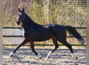 Koń westfalski, Ogier, 3 lat, 160 cm