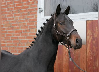 Koń westfalski, Ogier, 3 lat, 162 cm, Gniada