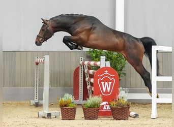 Koń westfalski, Ogier, 3 lat, 163 cm, Ciemnogniada