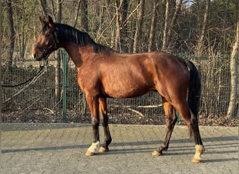 Koń westfalski, Ogier, 3 lat, 163 cm, Gniada