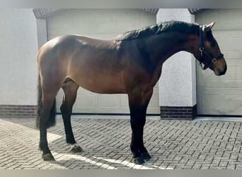 Koń westfalski, Ogier, 3 lat, 164 cm, Gniada