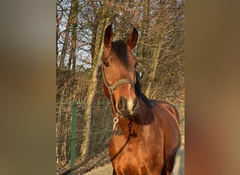 Koń westfalski, Ogier, 3 lat, 164 cm, Gniada