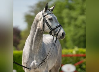 Koń westfalski, Ogier, 3 lat, 164 cm, Siwa