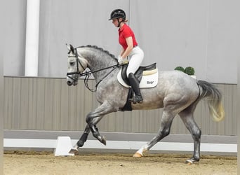 Koń westfalski, Ogier, 3 lat, 164 cm, Siwa