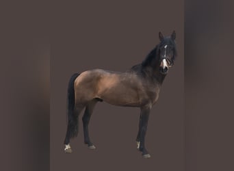 Koń westfalski, Ogier, 3 lat, 165 cm, Gniada