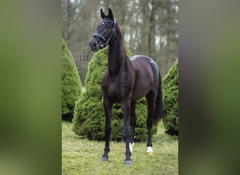 Koń westfalski, Ogier, 3 lat, 167 cm, Kara