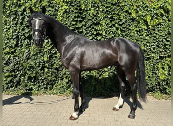 Koń westfalski, Ogier, 3 lat, 167 cm, Kara