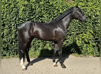 Koń westfalski, Ogier, 3 lat, 167 cm, Kara