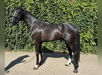 Koń westfalski, Ogier, 3 lat, 167 cm, Kara