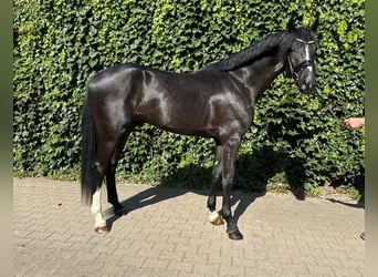 Koń westfalski, Ogier, 3 lat, 167 cm, Kara