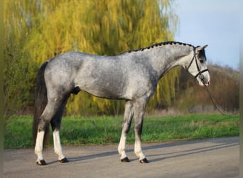 Koń westfalski, Ogier, 3 lat, 167 cm, Siwa