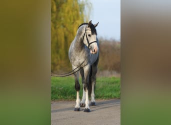 Koń westfalski, Ogier, 3 lat, 167 cm, Siwa