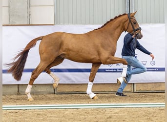 Koń westfalski, Ogier, 3 lat, 168 cm, Ciemnokasztanowata