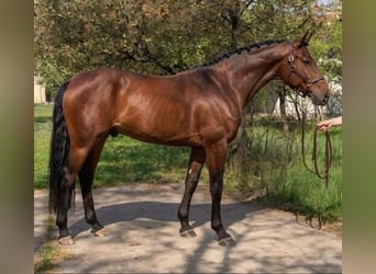 Koń westfalski, Ogier, 3 lat, 168 cm, Gniada