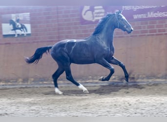 Koń westfalski, Ogier, 3 lat, 168 cm, Kara