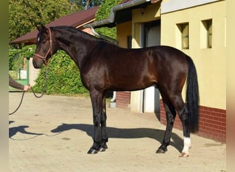 Koń westfalski, Ogier, 3 lat, 169 cm, Ciemnogniada