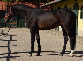 Koń westfalski, Ogier, 3 lat, 169 cm, Ciemnogniada