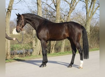 Koń westfalski, Ogier, 3 lat, 169 cm, Ciemnogniada